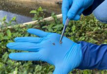 Saúde reforça importância da prevenção contra a esquistossomose nos municípios sergipanos