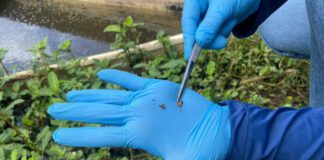 Saúde reforça importância da prevenção contra a esquistossomose nos municípios sergipanos