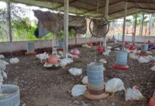 Adema flagra criação e abate clandestino de aves em Itaporanga