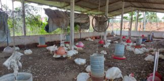 Adema flagra criação e abate clandestino de aves em Itaporanga