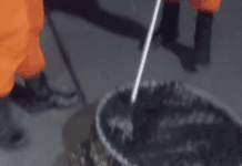 Jacaré é resgatado pelo Corpo de Bombeiros em residência no bairro Libório, em Lagarto