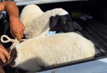 Polícia Civil recupera ovelhas furtadas na zona rural de Simão Dias