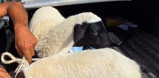 Polícia Civil recupera ovelhas furtadas na zona rural de Simão Dias