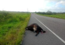 Carro colide com vaca na SE-270 em Lagarto; motorista sai ileso