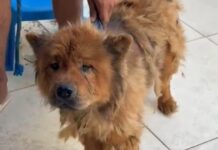 Casal é preso em Itabaiana por maus-tratos contra um cachorro