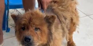 Casal é preso em Itabaiana por maus-tratos contra um cachorro