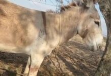 Homem é responsabilizado pela mutilação de jumentos em Poço Redondo