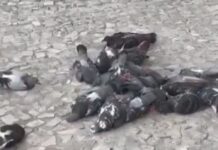 Polícia Civil investiga morte de pombos na Praça Fausto Cardoso, em Itabaiana