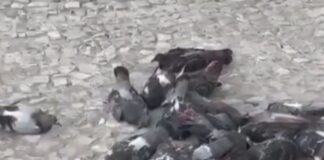 Polícia Civil investiga morte de pombos na Praça Fausto Cardoso, em Itabaiana