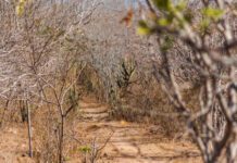 Governo reconhece situação de emergência em Porto da Folha devido a seca