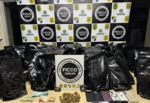 Polícia apreende 36 kg de maconha do tipo ‘flor’ em São Cristóvão