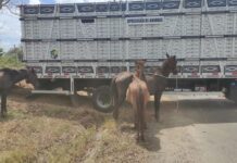 Operação Boiadeiro apreende 12 animais soltos em rodovias sergipanas durante este final de semana