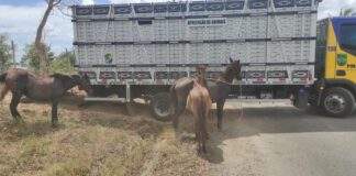 Operação Boiadeiro apreende 12 animais soltos em rodovias sergipanas durante este final de semana
