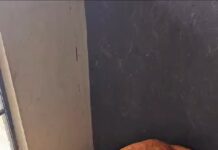 Tutor é preso por maus-tratos a cães em residencial de Aracaju