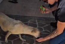 Cadela é resgatada após ser abandonada em residencial de Aracaju