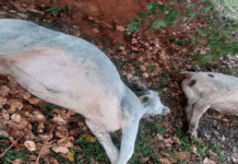 Raio atinge propriedade rural em Lagarto e mata duas cabeças de gado