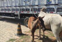 BPRv apreende três animais soltos em rodovias estaduais neste sábado