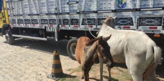 BPRv apreende três animais soltos em rodovias estaduais neste sábado