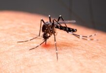 Lagarto e mais 33 municípios aparecem na lista com médio risco de infestação do Aedes aegypti