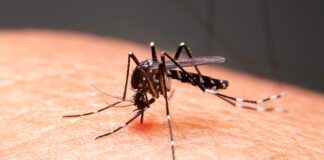 Lagarto e mais 33 municípios aparecem na lista com médio risco de infestação do Aedes aegypti