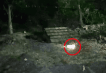 Gato morre após ser incendiado em Itabaianinha; autor já foi identificado