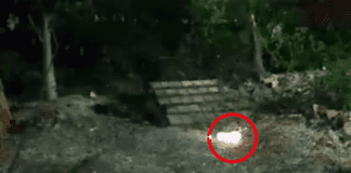 Gato morre após ser incendiado em Itabaianinha; autor já foi identificado