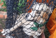 Corpo de Bombeiros resgata cão que caiu em cisterna no povoado Brejo, em Lagarto