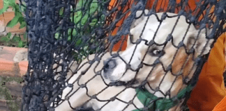 Corpo de Bombeiros resgata cão que caiu em cisterna no povoado Brejo, em Lagarto