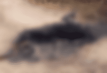 Corpo carbonizado e amarrado é encontrado às margens da BR-235, em Laranjeiras