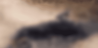 Corpo carbonizado e amarrado é encontrado às margens da BR-235, em Laranjeiras