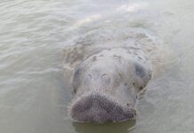 Peixe-boi Astro é atropelado por embarcação e fica gravemente ferido na Praia do Saco, em Sergipe