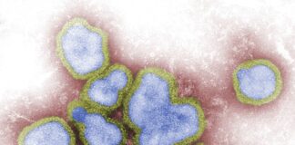 Sergipe está entre os estados com aumento na circulação da Influenza A, aponta Fiocruz