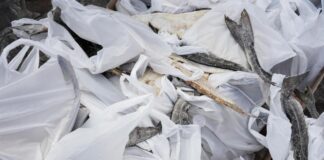 Seminc realizará cadastro de famílias atípicas para o “Páscoa do Bem” nesta quinta-feira, 19