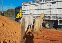 Três animais são recolhidos pelo BPRv às margens de rodovias em Sergipe
