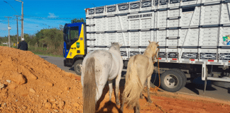 Três animais são recolhidos pelo BPRv às margens de rodovias em Sergipe