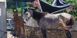 Dois cavalos são resgatados em situação de maus-tratos em Aracaju