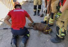 Capivara é resgatada de curral de ovelhas em Itaporanga d’Ajuda