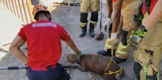 Capivara é resgatada de curral de ovelhas em Itaporanga d’Ajuda