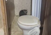 Guaxinim é capturado em residência e devolvido à natureza em Lagarto