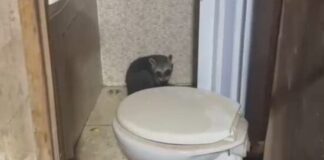 Guaxinim é capturado em residência e devolvido à natureza em Lagarto