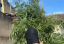 Polícia Militar apreende drogas, arma e plantação de maconha e prende suspeito durante ação em Arauá