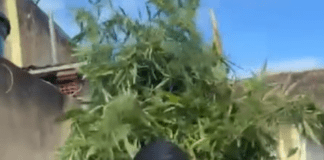 Polícia Militar apreende drogas, arma e plantação de maconha e prende suspeito durante ação em Arauá