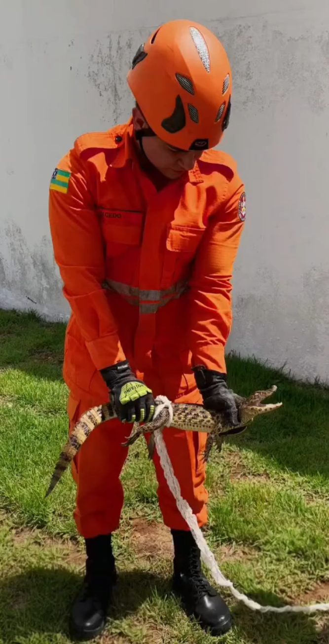 Filhote de jacaré-do-papo-amarelo é resgatado no Hospital Universitário de Lagarto