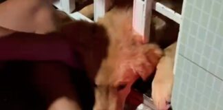 Filhote de cachorro fica preso em portão e é resgatado por bombeiros em Lagarto