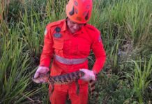 Filhote de jacaré é resgatado em quintal de residência no povoado Urubutinga, em Lagarto
