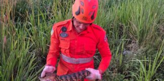 Filhote de jacaré é resgatado em quintal de residência no povoado Urubutinga, em Lagarto