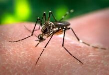 Riachão do Dantas e Simão Dias estão entre os municípios sergipanos com alto índice de infestação do Aedes aegypti