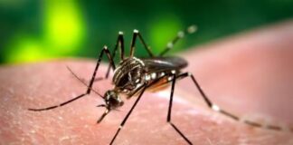 Riachão do Dantas e Simão Dias estão entre os municípios sergipanos com alto índice de infestação do Aedes aegypti