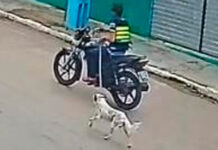 Polícia identifica suspeito de maus-tratos a animal em Porto da Folha
