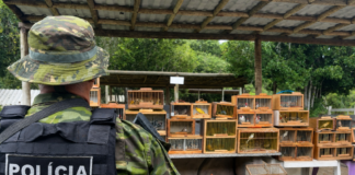 Operação apreende 155 pássaros silvestres em feira livre de Lagarto
